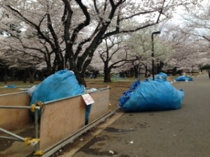 桜満開ゴミの山