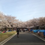 嵐と桜満開の中お散歩
